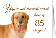 Happy 85th birthday, worried lab card