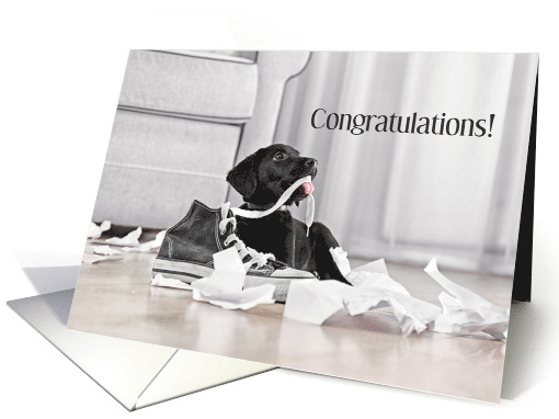 Congratulations Litter of Puppies card (1215818)