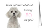 Happy 80th Birthday, Worried Poodle card