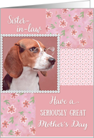 Serious Beagle -...