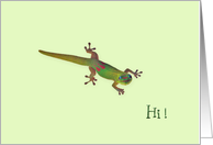 Gecko - Hi