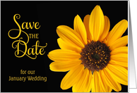 Save the Date, January Wedding Sunflower card