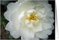 Blank white camelia flower all occasion card