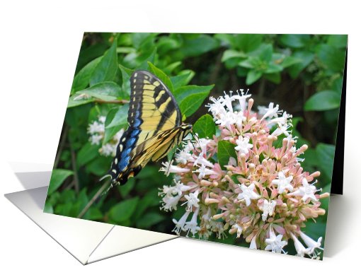 Blank butterfly flower all occasion card (632969)