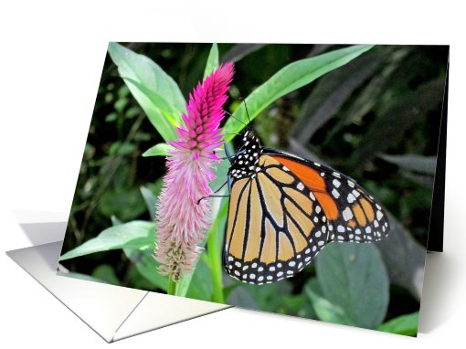 Blank butterfly flower all occasion card (695261)