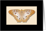 Scrapbook effect butterfly blank all occasion card