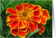 Orange & Yellow flower blank all occasion card