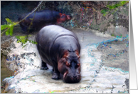 Hippo Psychedelic Zoo card