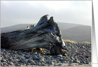 Driftwood and Beach Rocks card