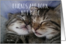 Two Kittens Sleeping Friendship card