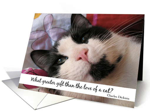 Close-up cat portrait card (230605)