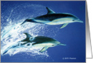 Leaping Dolphins card