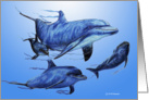 Dolphin Family card