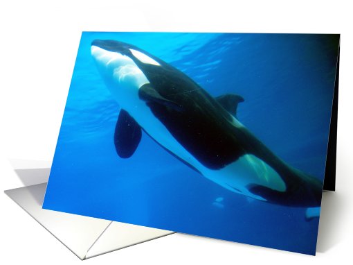 Whale Blank card (445545)