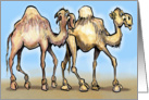 Camels card