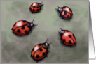 Ladybugs Card