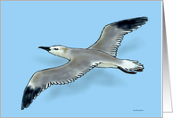 Seagull card