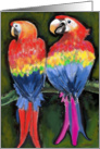 Parrots card