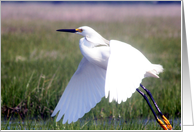 Snow Egret In Flight card