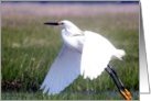 Snow Egret In Flight card