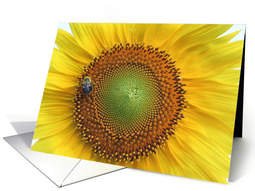 sunflower card (227051)