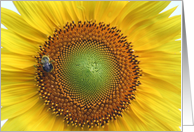 sunflower card