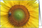 sunflower card