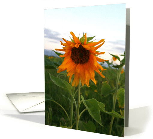 sunflower card (227053)