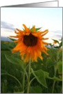 sunflower card