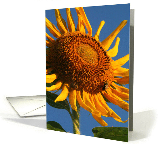 sunflower card (227055)