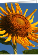 sunflower card