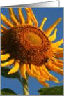 sunflower card
