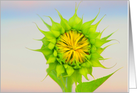 sunflower card