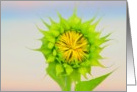 sunflower card