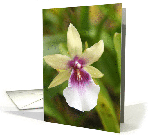 Orchid card (227287)