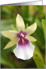 Orchid card