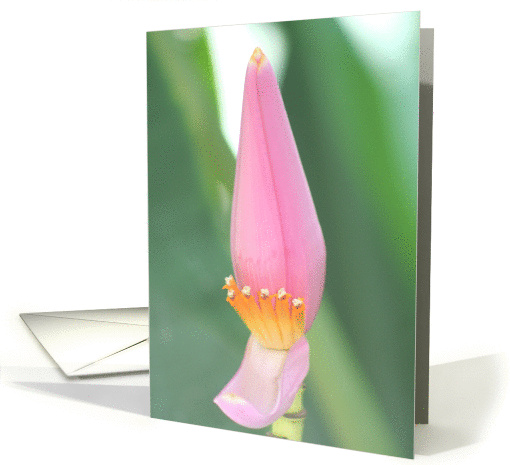 Pink Orchid card (227289)