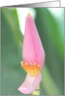Pink Orchid card