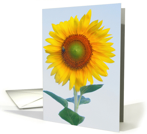 sunflower card (227293)