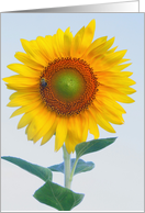 sunflower card