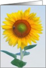 sunflower card