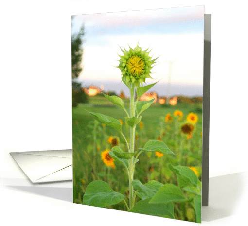 sunflower card (227297)