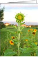 sunflower card