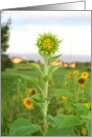 sunflower card