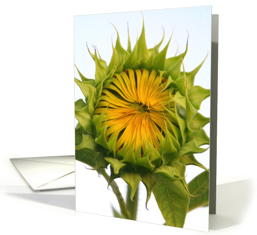 sunflower card (227301)