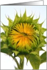 sunflower card