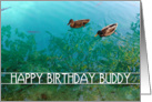 happy birthday buddy : pair of ducks (blank inside) card