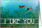 i like you : pair of ducks (blank inside) card