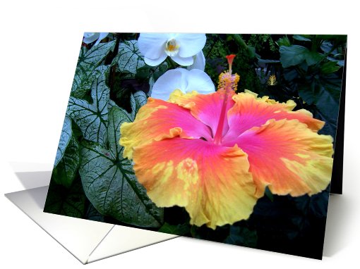 bright hibiscus flower card (691157)