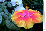 bright hibiscus flower card